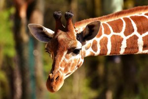 giraffe zoo de madrid