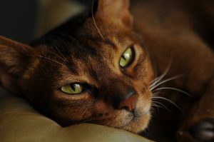 chat marron aux yeux verts