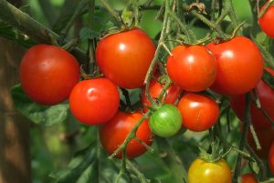 tomates rouges en grappe