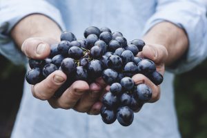 grappe de raison dans les mains d'un homme