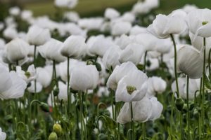 fleurs blanches