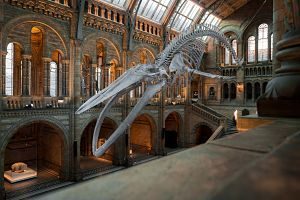 squelette de dinosaure dans un musée