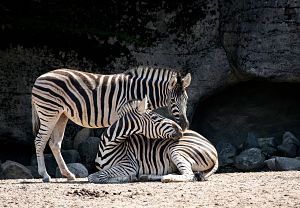 couple de zèbres