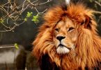 lion zoo de madrid