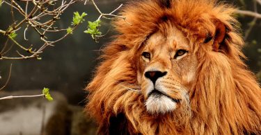lion zoo de madrid