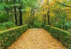 alle avec arbres et feuilles jaunes