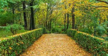 alle avec arbres et feuilles jaunes