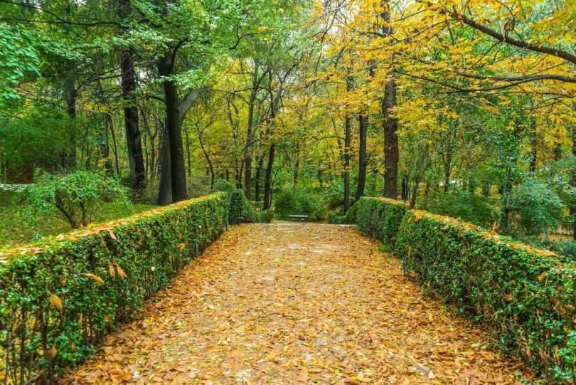 alle avec arbres et feuilles jaunes