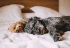 deux chiens allongés dans un lit au drap blanc