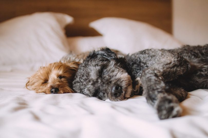 deux chiens allongés dans un lit au drap blanc