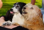 deux chiens debout sur leurs pattes