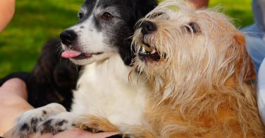 deux chiens debout sur leurs pattes