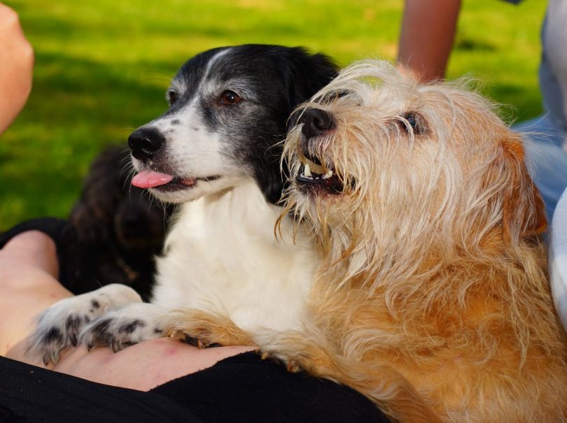 deux chiens debout sur leurs pattes